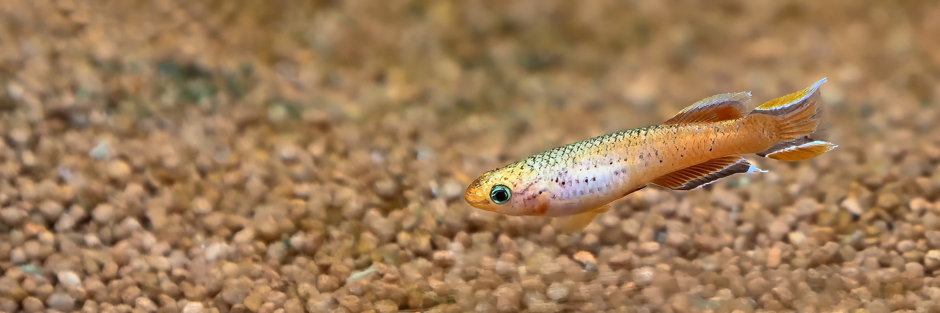 Bunter Prachtkärpfling-topaz-denoise-sharpen