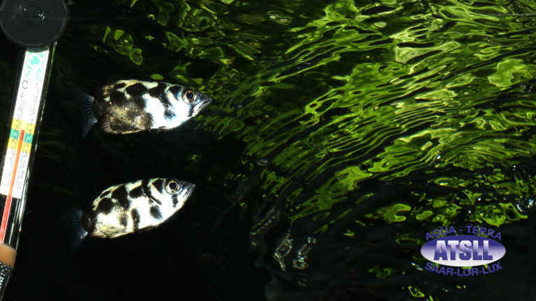 Burma-Schützenfisch (1)