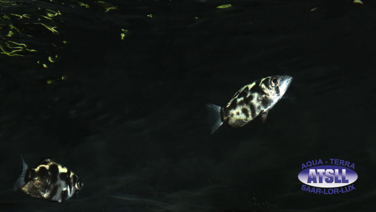 Burma-Schützenfisch (2)