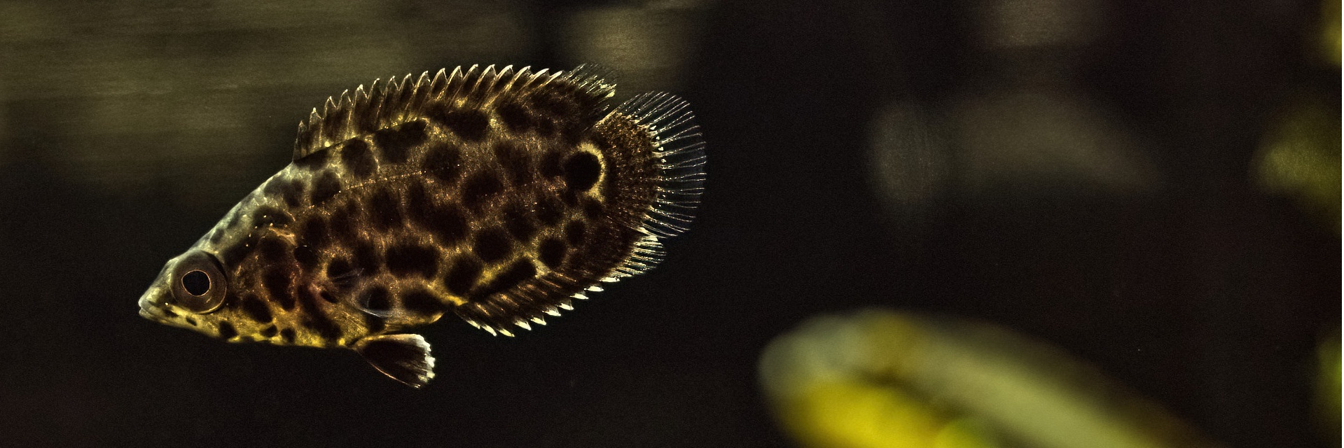 Leopard-Buschfisch (1)-topaz-sharpen