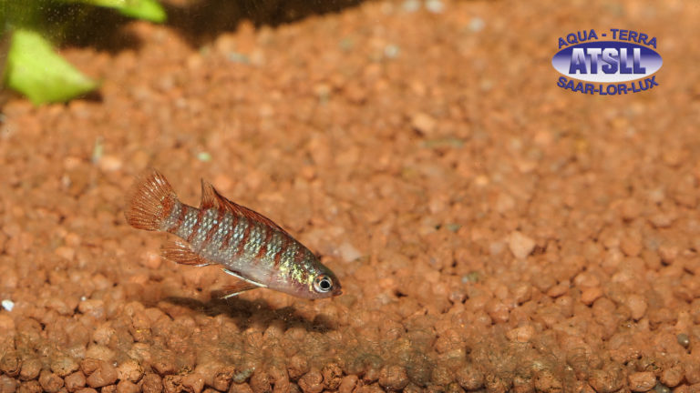 Scharlachroter Blaubarsch (1)