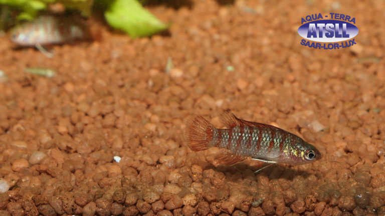 Scharlachroter Blaubarsch (2)