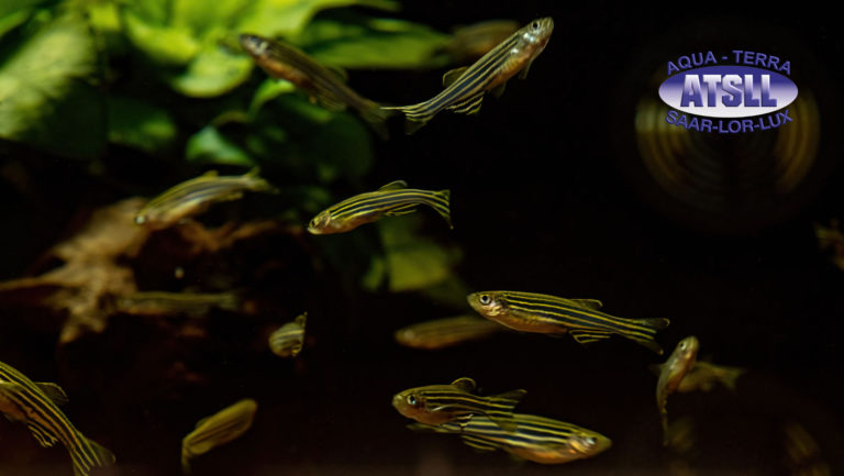 Zebrabärbling (01)