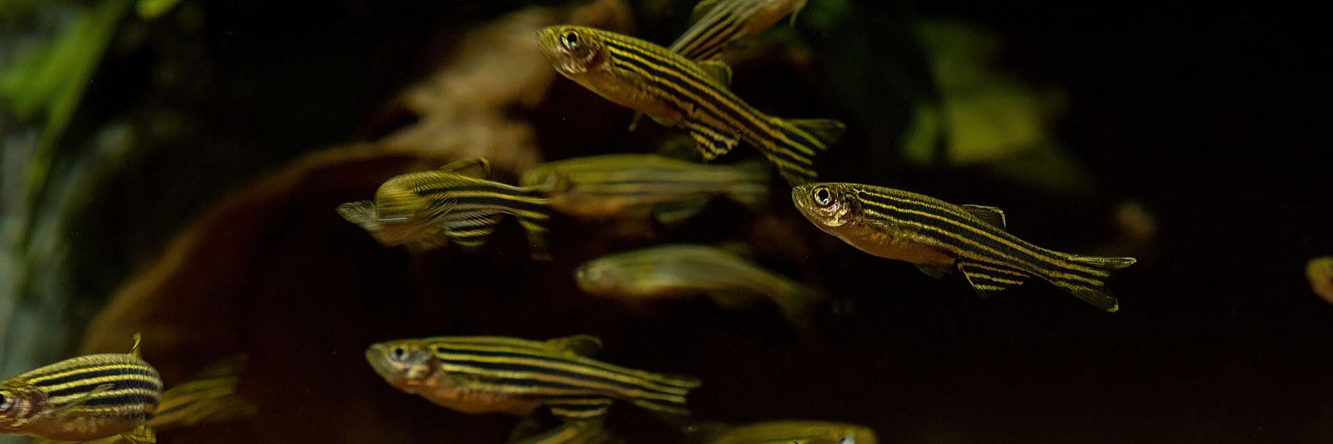Zebrabärbling (03)S