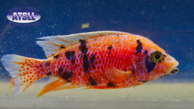 aulonocara firefish-2